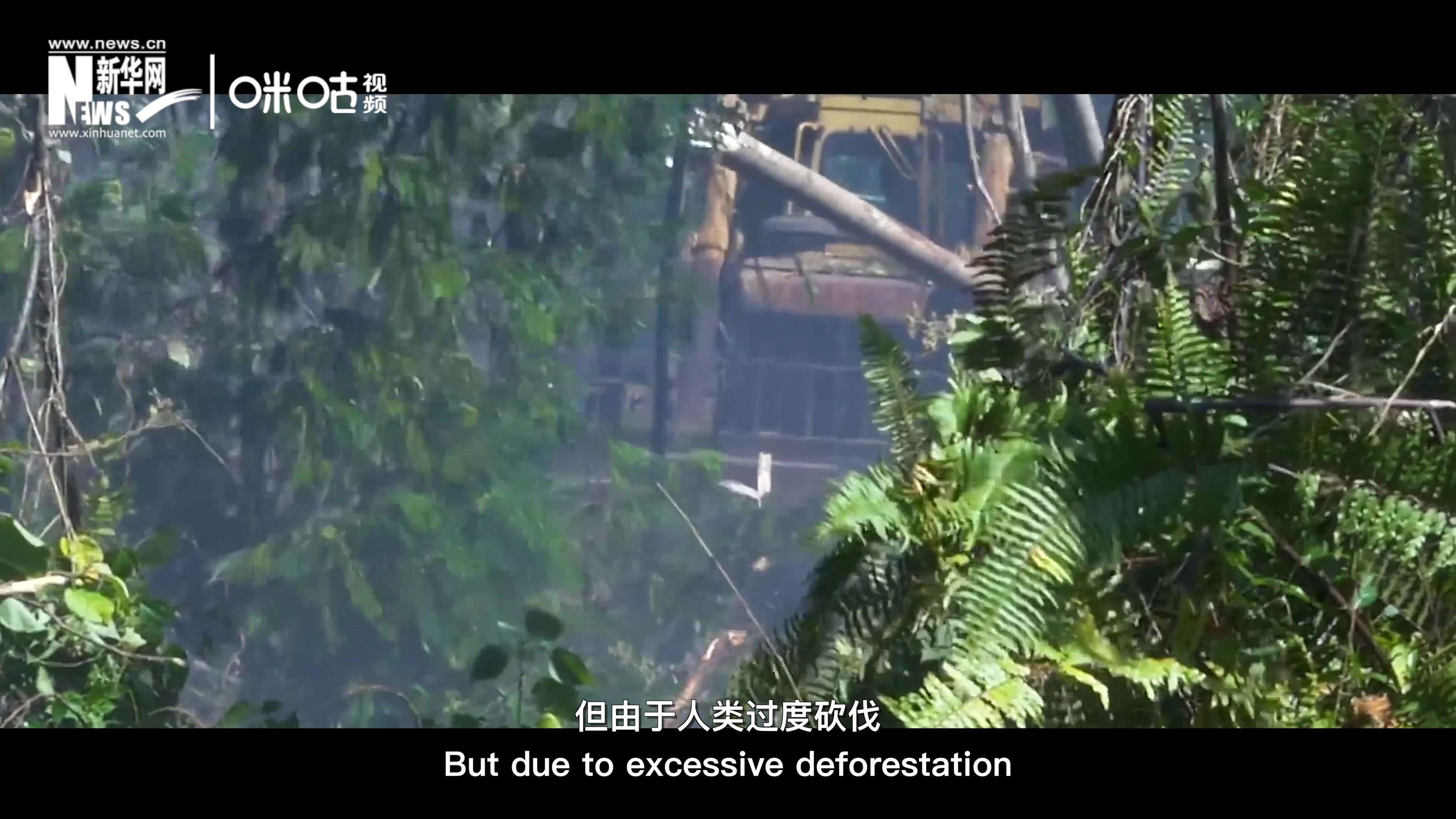 自1990年到現(xiàn)在，全球森林面積減少了1.78億公頃