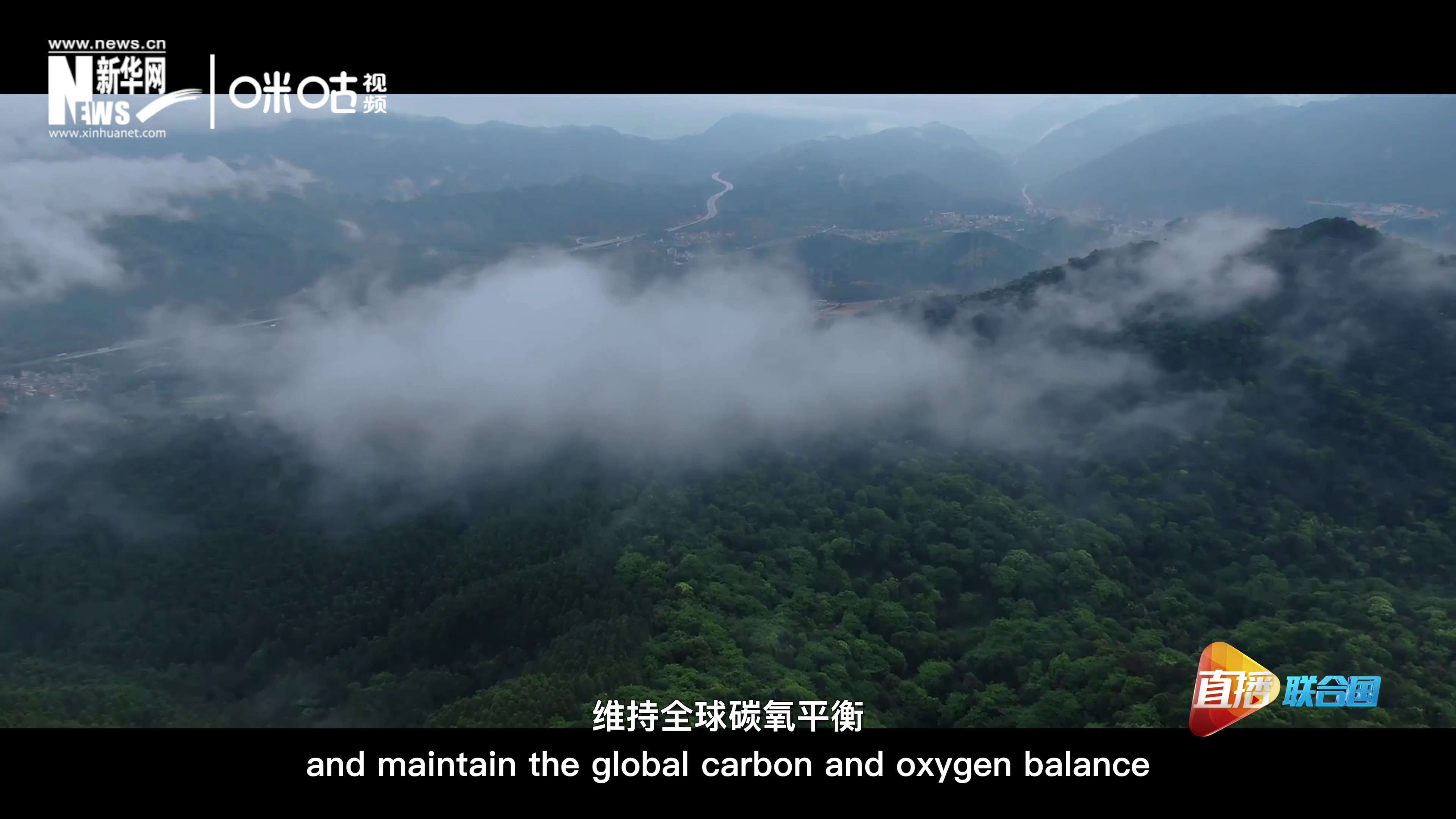 森林的碳匯可以協(xié)助減緩氣候變化，維持全球碳氧平衡