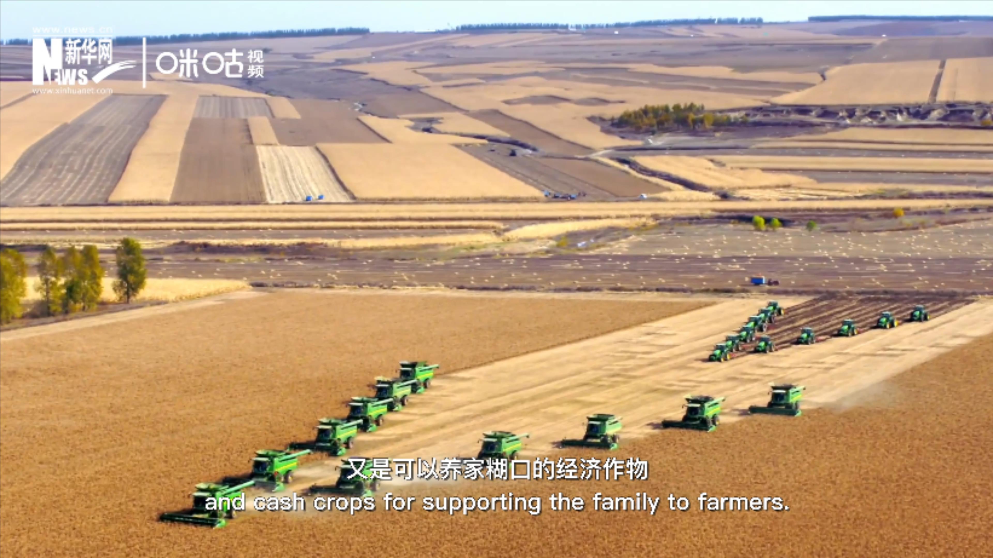 豆類既是可以擺上餐桌的食物，又是可以養(yǎng)家糊口的經(jīng)濟(jì)作物