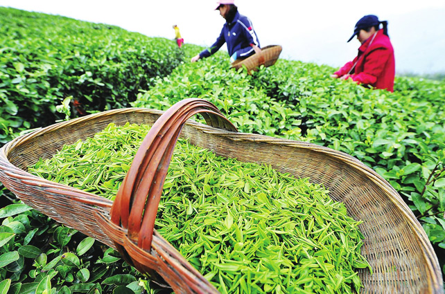 西湖龍井像LV包，原因在這里