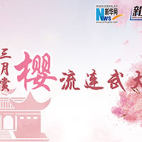 三月賞櫻，流連武大