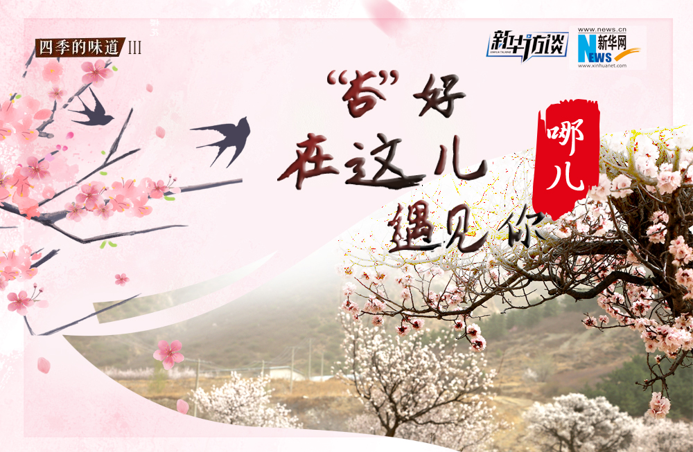 哪兒？“杏”好在這兒遇見你！