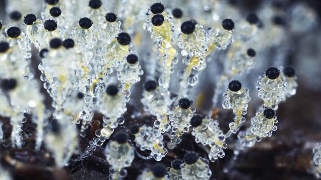 太美了！90后姑娘拍下微觀菌類世界
