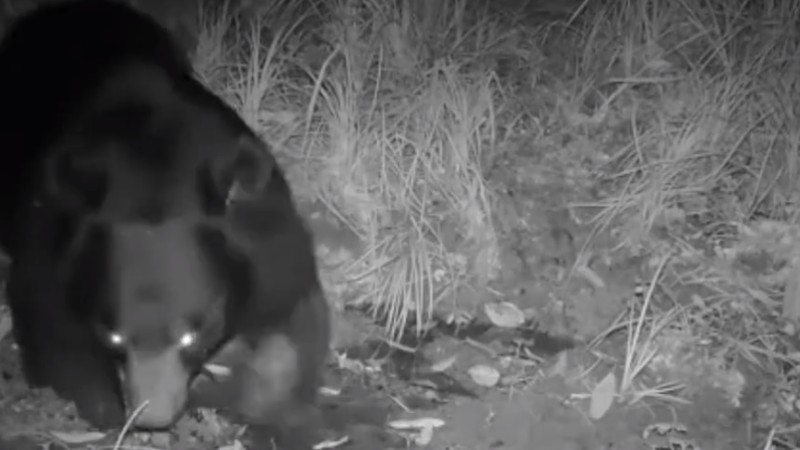 熊出沒(méi)！云南拍到黑熊喝水滾泥潭畫(huà)面