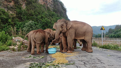 大象去哪兒？ 昨天野象群在玉溪易門活動