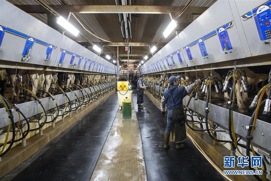 (國際·圖文互動)(3)通訊:“希望我們的乳制品順利裝船駛向中國”——美國奶農(nóng)期盼中美貿(mào)易爭端早日解決