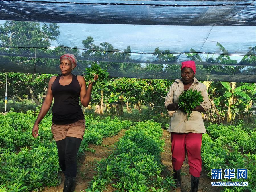 (國際·圖文互動(dòng))(1)通訊:“有機(jī)”已成古巴農(nóng)民生活方式