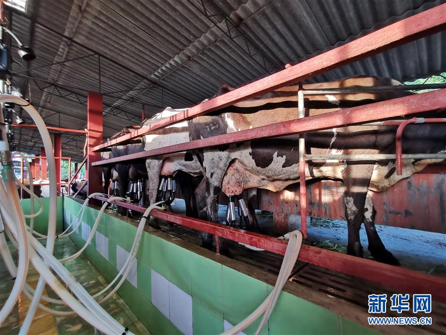 (國際·圖文互動(dòng))(3)通訊:“有機(jī)”已成古巴農(nóng)民生活方式