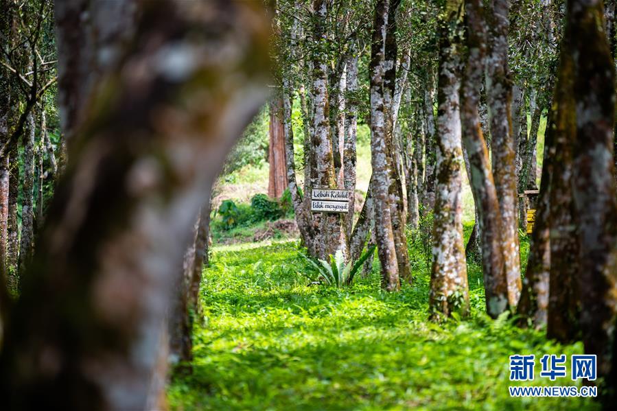 (第三屆進(jìn)博會(huì)·圖文互動(dòng))(3)專訪:進(jìn)博會(huì)提供了一個(gè)共享中國(guó)發(fā)展機(jī)遇的平臺(tái)