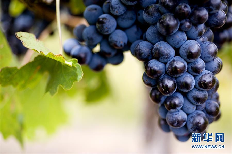 (第三屆進博會·圖文互動)(4)專訪:進博會是了解中國市場的好機會——訪澳大利亞諾瓦維塔葡萄酒集團創(chuàng)始人卡臣