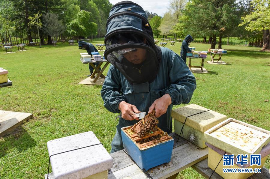 （第三屆進(jìn)博會·圖文互動(dòng)）（7）通訊：新西蘭的進(jìn)博會味道，甜