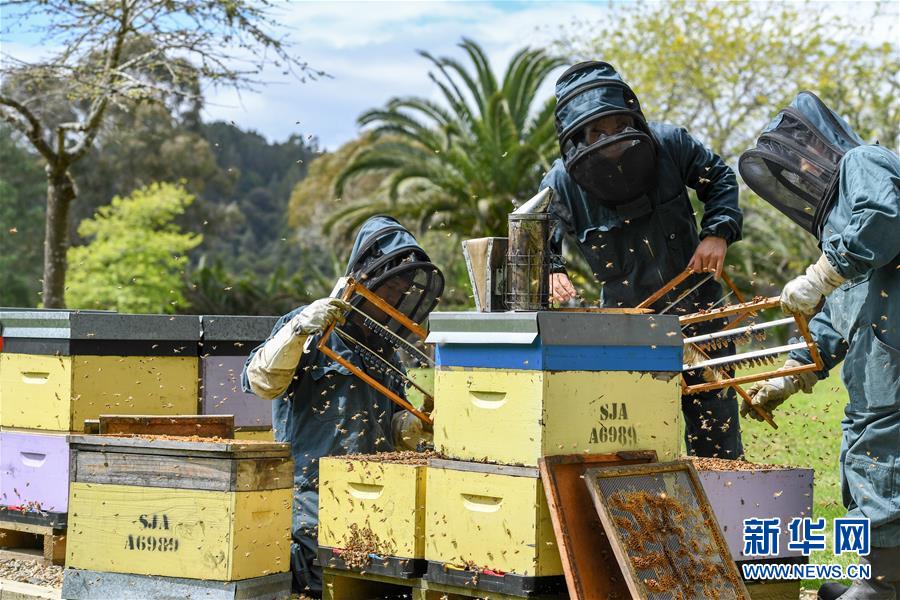 （第三屆進(jìn)博會·圖文互動(dòng)）（8）通訊：新西蘭的進(jìn)博會味道，甜