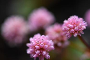 湖北宣恩:臘月花爭艷